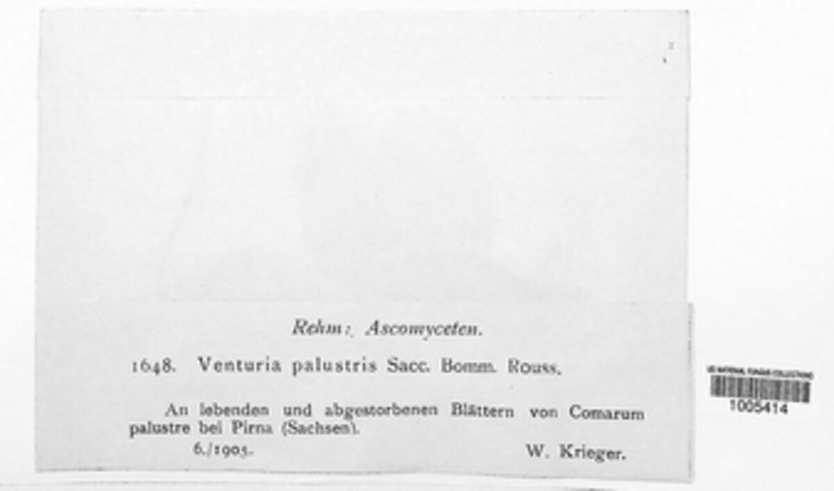 Venturia palustris image
